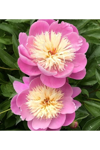 Paeonia lactiflora Bowl of Beauty – елегантний сорт із витонченими формами.